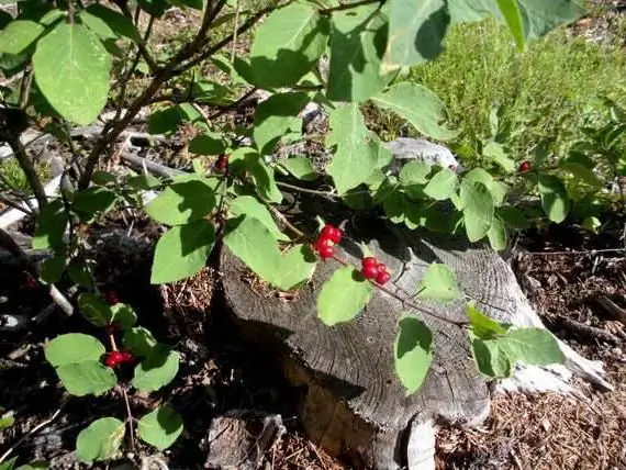 Honeysuckle real photo