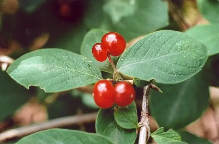 Honeysuckle tiag piav qhia