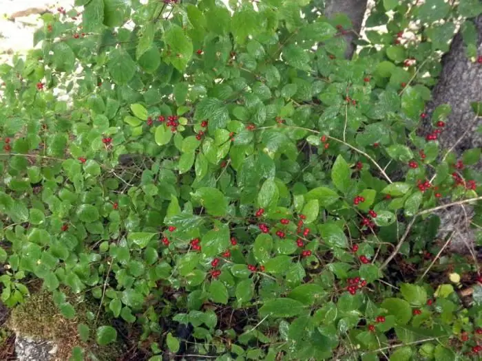 Honeysuckle stvarna korisna svojstva