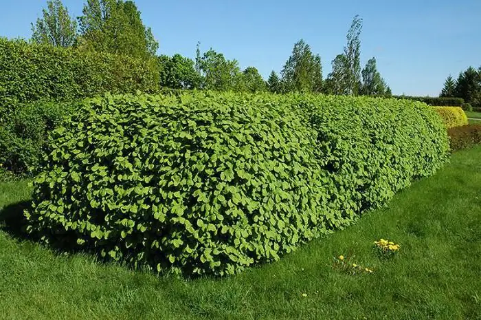 Honeysuckle คำอธิบายที่แท้จริงของความหลากหลาย