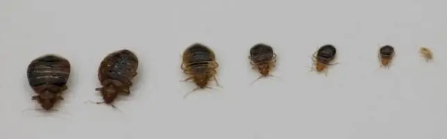 Kombatas iš bedbugs apžvalgų