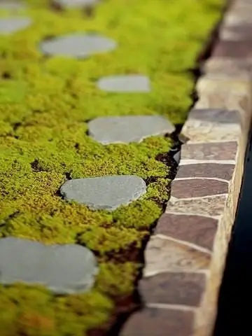 decorative moss photo