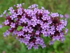 Verbena officinalis