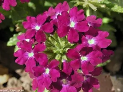 رگ های خالص verbena