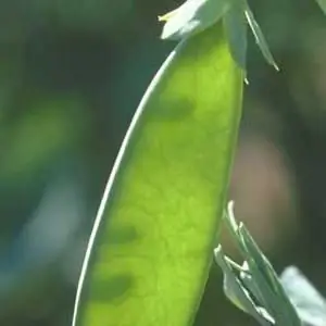 behoorlike plant van ertjies in die lente