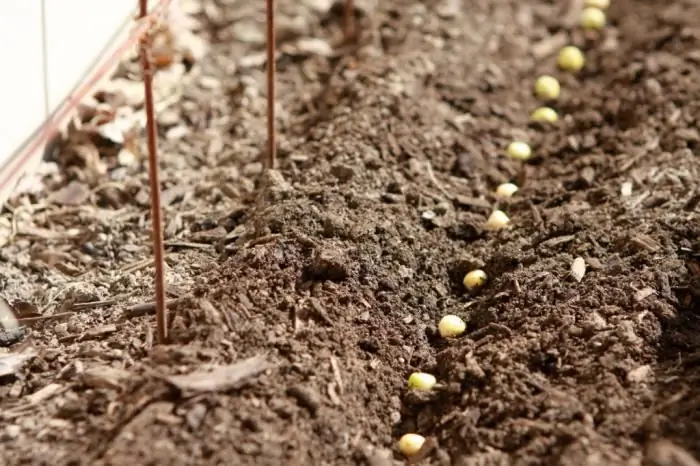 plantación de frijoles en primavera junto con guisantes