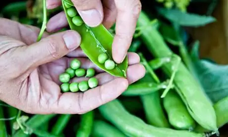 menanam kacang polong pada musim bunga