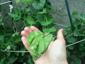 planter des pois au printemps photo