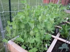 penanaman kacangmusim bunga dengan kacang