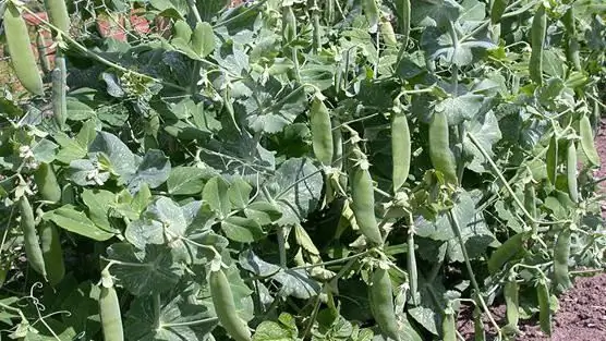 planter des pois au printemps