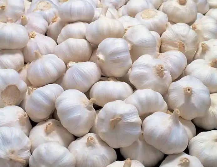 how to grow garlic from bulbils