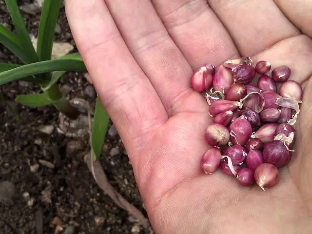 plant knoffelbolle in die herfs