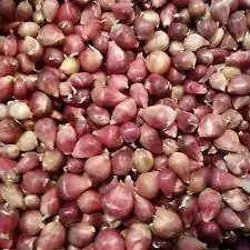 how to plant garlic seeds