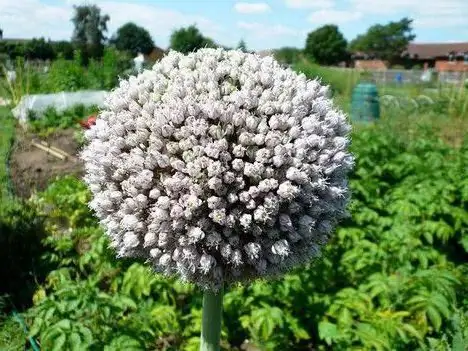 how to store garlic bulbs before planting