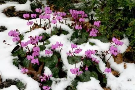 tsüklamenide siirdamine