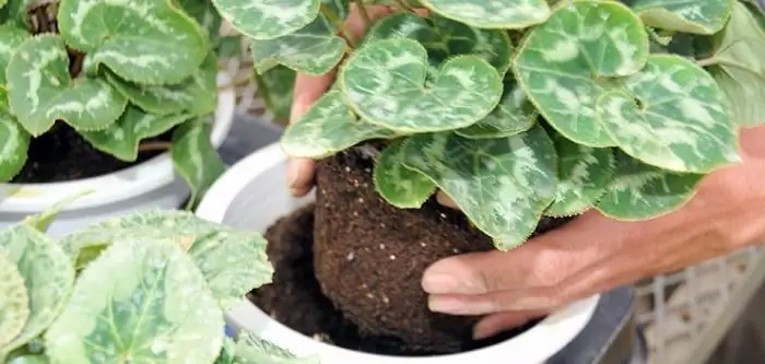 cyclamen oorplanting by die huis