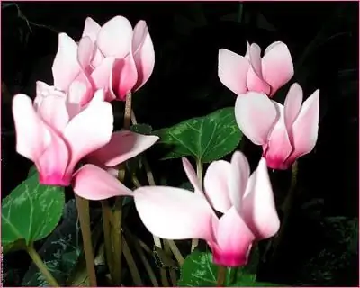 reproduksi cyclamen di rumah