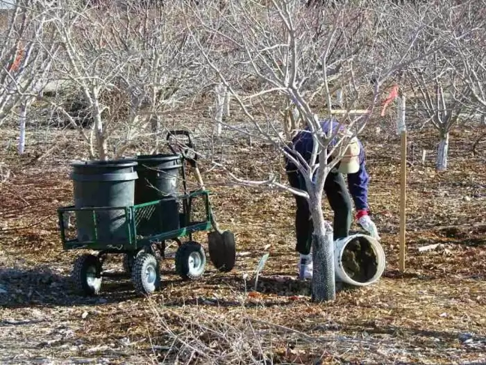 condimento primaverile di alberi da frutto e arbusti in primavera