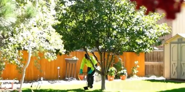 voorjaarsvoeding van fruitbomen en struiken