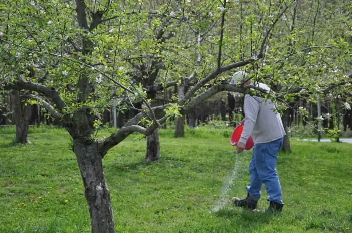 lente topdressing van fruitbomen en struiken