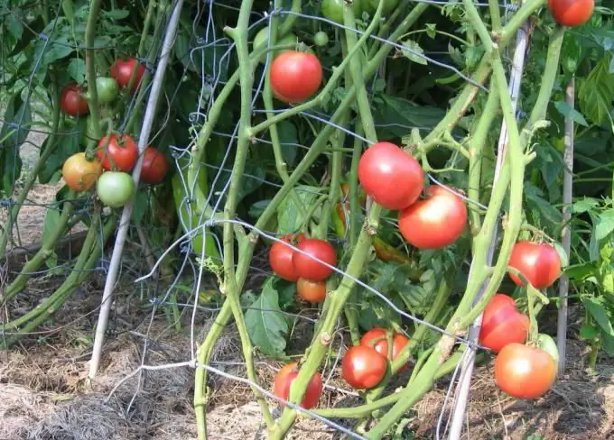 Farmayod instruccions d'ús per a plantes