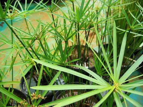 cyperus sateenvarjo