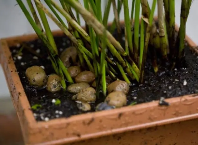 cuidados com guarda-chuva cyperus