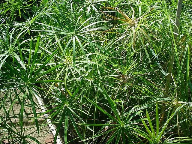 cyperus