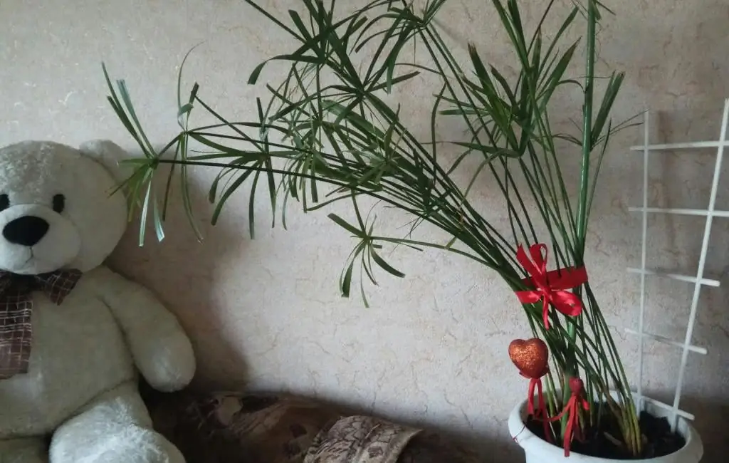 cyperus com sua casa