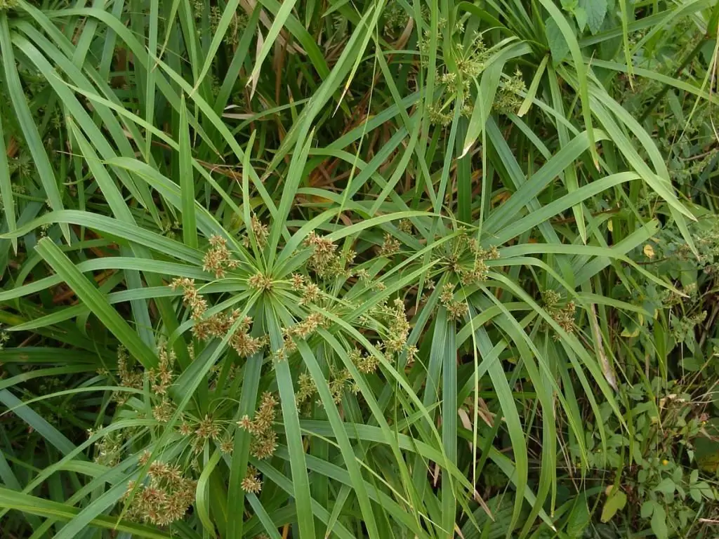 cyperus alternatiivsete lehtede hooldus